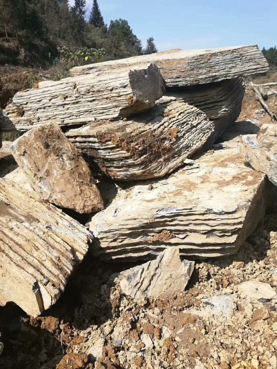 叠层石_ Stromatolite _国家岩矿化石标本资源共享平台