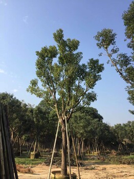 湖南主营香樟，湖南香樟苗圃基地，湖南香樟一颗价格