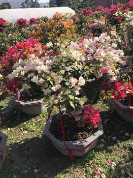 貴州多色三角梅高度60公分，貴州多色三角梅農戶，貴州多色三角梅常綠