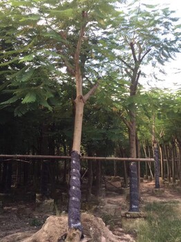 江蘇鳳凰木貨，江蘇鳳凰木生產(chǎn)地在哪，江蘇全冠鳳凰木