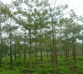 广西木棉树园林景观树，广西木棉树成品热带树，广西木棉树落叶