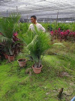 江西国王椰子1米棕榈，江西国王椰子价，江西国王椰子地栽