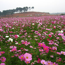 供应格桑花草种100吨图片