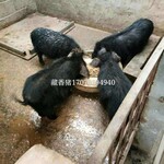 山东莱芜巴马香猪批发价格/福和特种养殖场