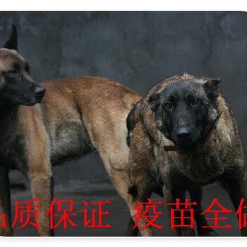 北京哪有卖成年马犬的多少钱一只供应养殖基地