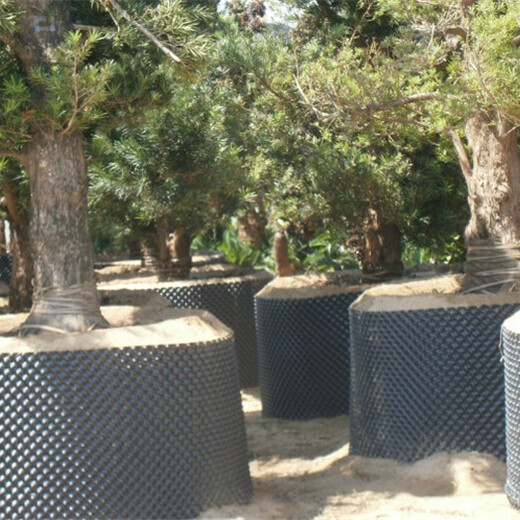 唐山控根容器栽植技术