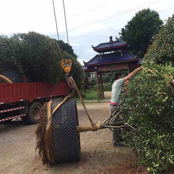 常德花卉快速控根容器价格