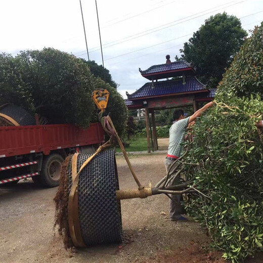 丽水控根容器育苗技术要点