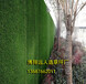 衢州工地外墙绿色挡墙，仿真草坪招牌效果图