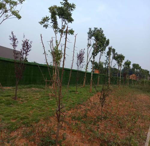 舞阳县做墙面可以用塑料草坪吗