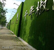滄州市仿真綠植草皮價格當地有售