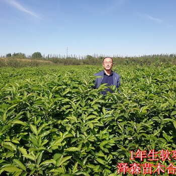 1年生软枣苗软枣实生苗价格