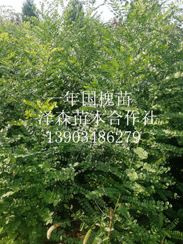 國(guó)槐苗種植基地~國(guó)槐小苗~山西1年國(guó)槐小苗~地徑0.5-1公分國(guó)槐苗