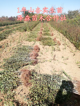 大量山杏苗批发-50公分/80公分/1米山杏实生苗价格