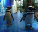 海洋生物展活动宣传海洋主题鱼缸展企鹅展海狮表演出租图片
