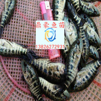 湖南郴州宝石鲈鱼苗多少钱一条鲈鱼苗出售石斑鱼苗大量供应银雪鱼苗怎么批发