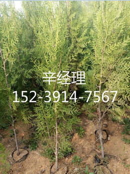 永城哪有賣80公分以上側(cè)柏苗,側(cè)柏苗價格參考