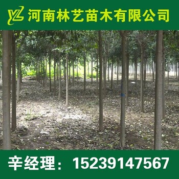 開封大葉女貞批發(fā),4-10公分大葉女貞上車價格