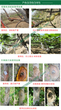 廣西柳州柑橘潰瘍病殺菌劑潰腐靈
