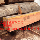 九鼎山樟木板材天然防腐木山樟木样品免费送图片1