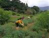 欢迎光临：三门峡稻草人工艺品制作服务周到