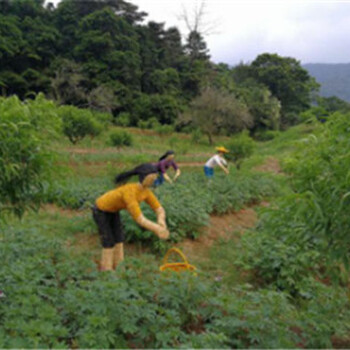 欢迎：文山风车节厂家稻草人工艺品策划放心省心