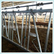 新型自锁牛颈伽奶牛定位栏奶牛养殖设备图片