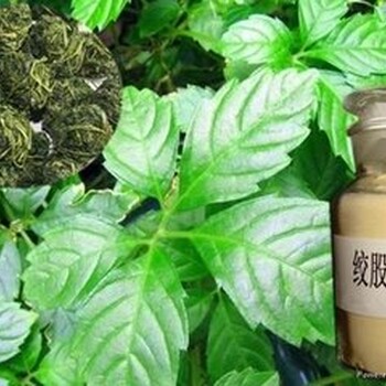 植物提取物：绞股蓝提取物、CAS号:15588-68-8、现货中