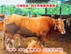 肉牛品种价格；西门塔尔牛多少钱一头