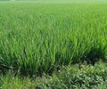 水稻分蘗抗倒撒施肥水稻矮飽豐