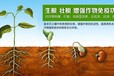 抗重茬微生物菌剂，土传病害解决方案