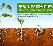 抗重茬微生物菌剂，土传病害解决方案