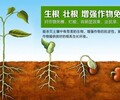 茶葉專用肥茶葉葉面肥價格茶葉液肥批發