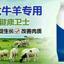 牛吃什么最上膘牛长得最快牛催肥药图片