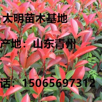 30-40價(jià)格低廉品質(zhì)優(yōu)良的青州金葉女貞