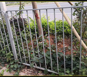 景观隔离护栏交通防护护栏草坪花坛护栏河道桥梁护栏
