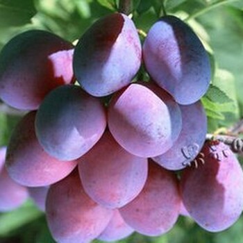 大连进口水果服务大连进口水果哪家大连从国外进口水果流程