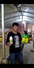 鸡拉稀吃什么药鸡拉白痢吃什么药图片