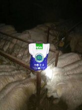 肉羊快速育肥方法羊吃什么长得快图片