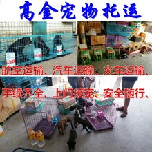 大巴车可以带宠物吗宠物汽车托运宠物火车托运图片