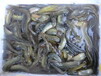 台湾泥鳅苗批发全国包送先养殖后付款免费培训