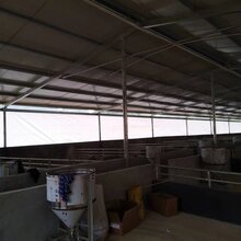猪场用透光卷帘帆布防风防雨帆布抗老化防寒帆布-图片