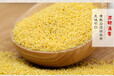 黄小米哪里产的好东北黄小米厂家小黄米批发企业贴牌定制