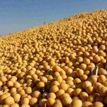 为什么在阿根廷进口大豆，进口阿根廷大豆你知道哪里有货源吗