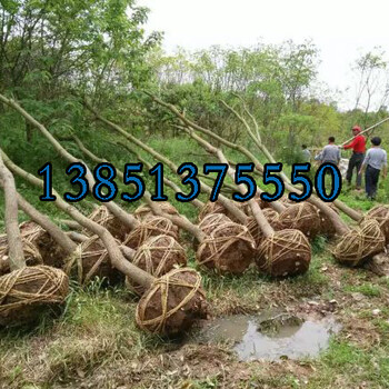 一年生二年生烏桕樹(shù)苗價(jià)格2公分3公分4公分5公分6公分7公分8公分10公分12公分15公分