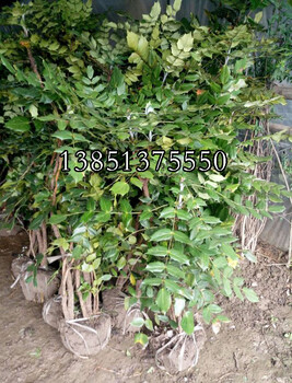 花圃功勞價(jià)格30公分40公分50公分60公分70公分銷售價(jià)格