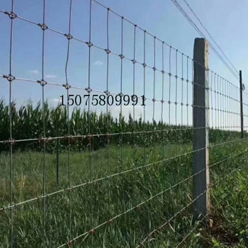 镀锌圈地围栏网厂家-能用30年圈地网