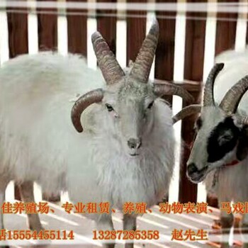 萌寵出租的價(jià)格