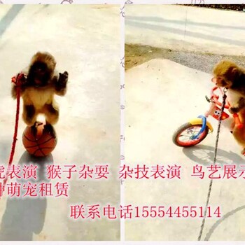 有租賃海獅表演租賃海獅的