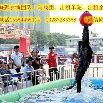 目前哪有出租海獅表演的商家